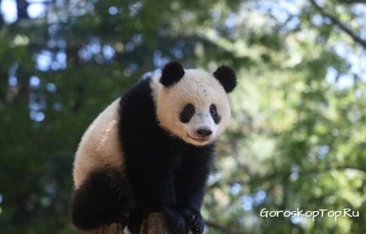 Китайская панда